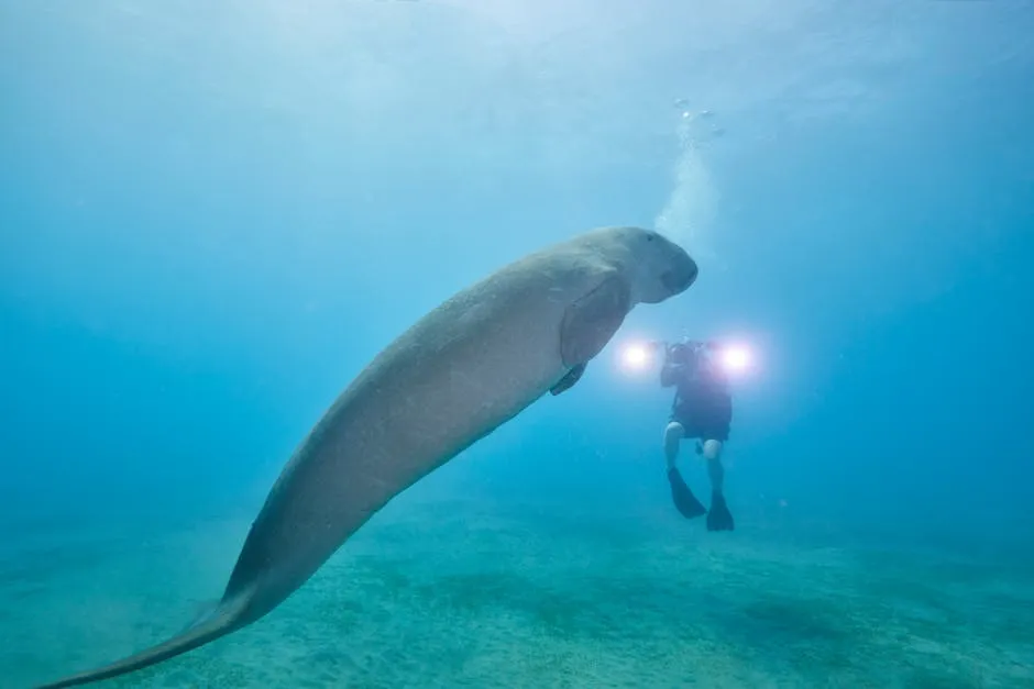 Biodiversiteti detar në Mesdhe me mamifer detar