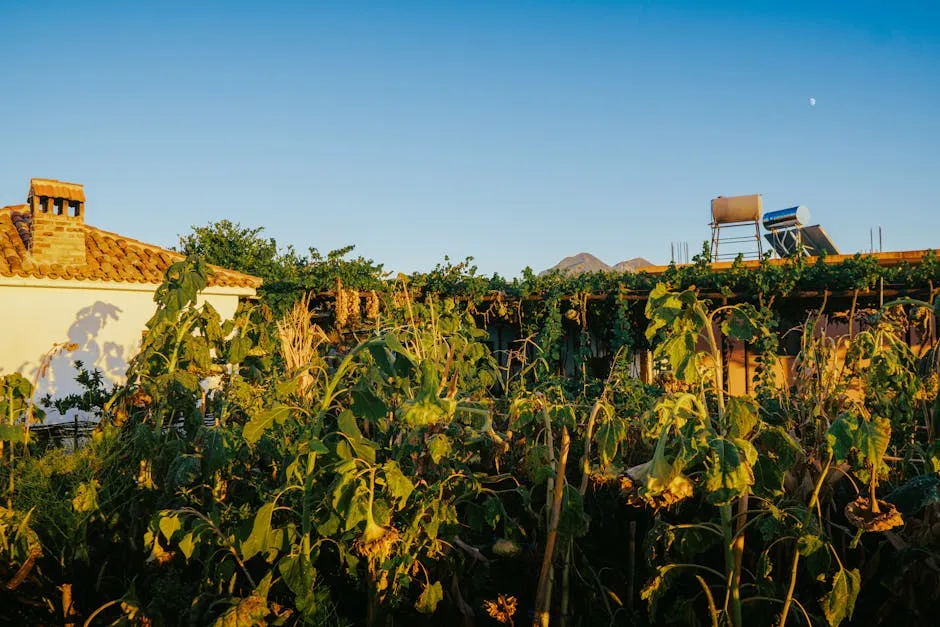 Kopësht i fshatit shqiptar me gjelberim dhe arkitekturë rustike në Fishtë, Shqipëri